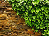 Hedera Helix – Orman Sarmaşığı 100 –150 cm