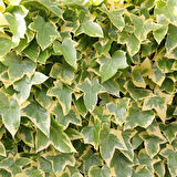 Alacalı Hedera – Orman Sarmaşığı 100 – 150 cm 2 Adet