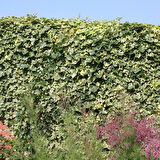 Alacalı Hedera – Orman Sarmaşığı 100 – 150 cm 2 Adet