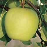 Golden Delicious Elma Fidanı 3 Yaş Tüplü ve Aşılı