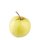 Golden Delicious Elma Fidanı 3 Yaş Tüplü ve Aşılı