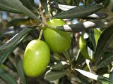 Zeytin (Gemlik) Fidanı Tüplü