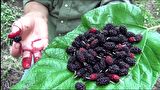 Avustralya Dut (Yediveren) Fidanı 3 Yaş Tüplü ve Aşılı