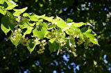 Ihlamur (Tillia Tomentosa) Fidanı