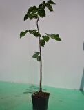 Ihlamur (Tillia Tomentosa) Fidanı  2 Adet