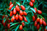 Kırmızı Goji Berry Fidanı 2-3 Yaş