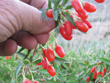 Kırmızı Goji Berry Fidanı 5 Adet