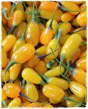 Sarı  Goji Berry Fidanı 2 Adet