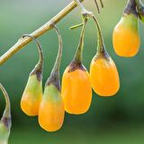 Sarı Goji Berry Fidanı 10 Adet