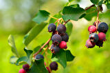 Saskaton Berry Fidanı 2 Adet