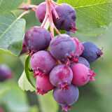 Saskaton Berry Fidanı 2 Adet