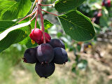 Saskaton Berry Fidanı 2 Adet