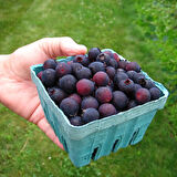 Saskaton Berry Fidanı 2 Adet