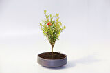BONSAİ SAKSISI - EL YAPIMI BETON GRİ ANTRASİT