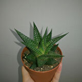 Haworthia Limifolia 5 Adet