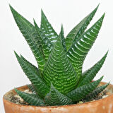 Haworthia Limifolia 5 Adet