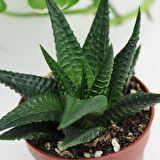 Haworthia Limifolia 5 Adet