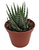 Haworthia Fasciata Zebra 5 Adet