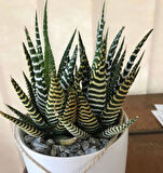 Haworthia Fasciata Zebra  10 Adet
