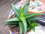 Haworthia Pentagona 10 Adet