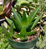 Haworthia Pentagona 10 Adet