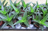 Haworthia Pentagona 10 Adet