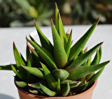 Haworthia Rigida 5 Adet