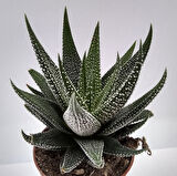 Haworthia Fasciata Concolor 15 Adet