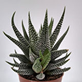 Haworthia Fasciata Concolor 15 Adet