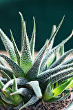 Haworthia Fasciata Concolor 15 Adet