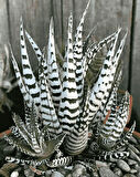 Haworthia Attenuata (Albino) 5  Adet