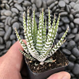 Haworthia Attenuata (Albino) 15 Adet