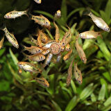 Jbl Pro Novo Tab M Protein İçerikli Tablet Yem 100 Adet