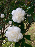 Camellia japonica Beyaz Kamelya Fidanı 60-100 cm 2-3 yaş arası