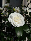 Camellia japonica Beyaz Kamelya Fidanı 60-100 cm 2-3 yaş arası