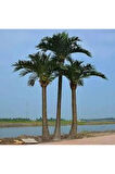 10 Adet Tohum Washingtonia Rabusta Palmiye Tohumu