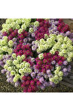 10 Adet Tohum Kraliyet Halısı Tohumu Alyssum Flower Tohumu Saksı Toprak Süpriz Hediye Tohum