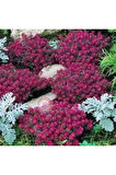 10 Adet Tohum Kraliyet Halısı Tohumu Alyssum Flower Tohumu Saksı Toprak Süpriz Hediye Tohum