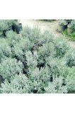 Lavanta Fidanı (angustifolia) 16lık Saksıda