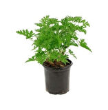 Pelargonium Odoratissimum Itır Bitkisi Fidanı 10-20 cm