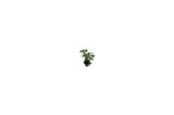 Pelargonium Odoratissimum Itır Bitkisi Fidanı 10-20 cm