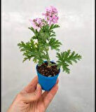 Pelargonium Odoratissimum Itır Bitkisi Fidanı 10-20 cm