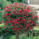 Fırça Çalısı Fidanı Callistemon Violaceus 30-60 cm