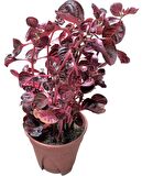 Herbstii Çingene Şalvarı Bitkisi Çiçeği Fidanı 10-20 Cm
