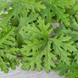 Cezbedici Kokulu Itır Fidanı Pelargonium Graveolens