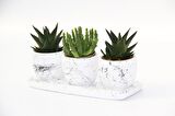 TRİO BEYAZ SUKULENT SETİ - Haworthia, Crassula Huernia Angolensis