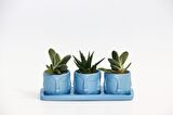 TRİO MAVİ ADLER SUKULENT SETİ - Gasteria, Haworthia