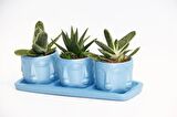 TRİO MAVİ ADLER SUKULENT SETİ - Gasteria, Haworthia