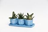 TRİO MAVİ ADLER SUKULENT SETİ - Gasteria, Haworthia