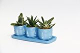 TRİO MAVİ ADLER SUKULENT SETİ - Gasteria, Haworthia